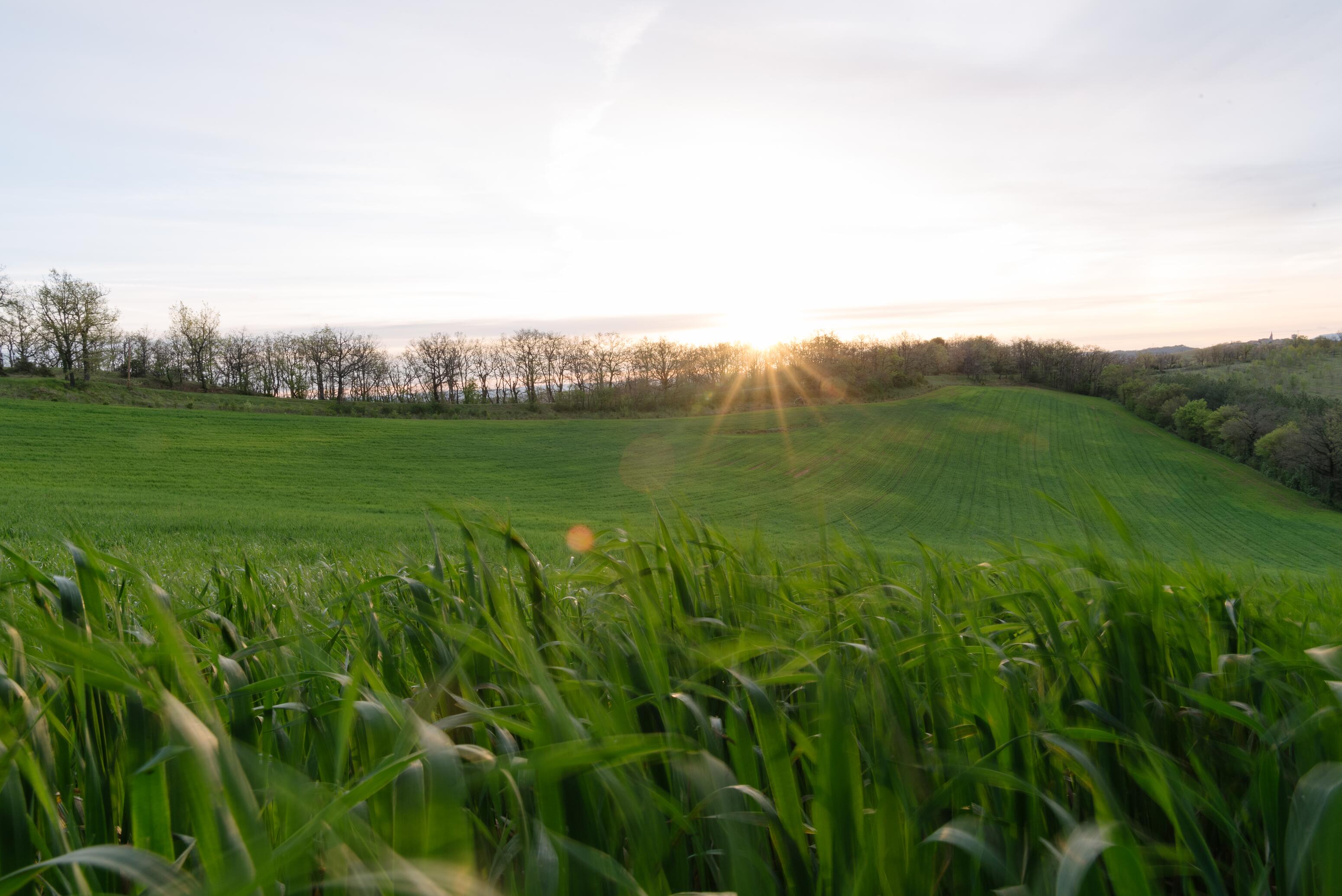 AD_Realba oat field_ot1_4944